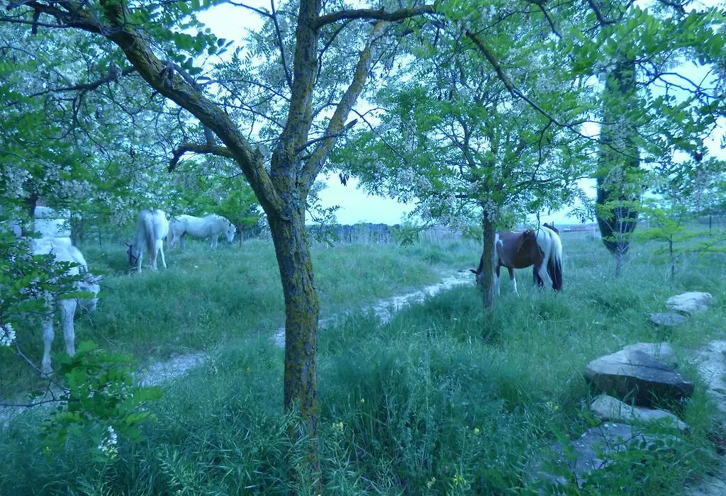 Campo de Reyes-1